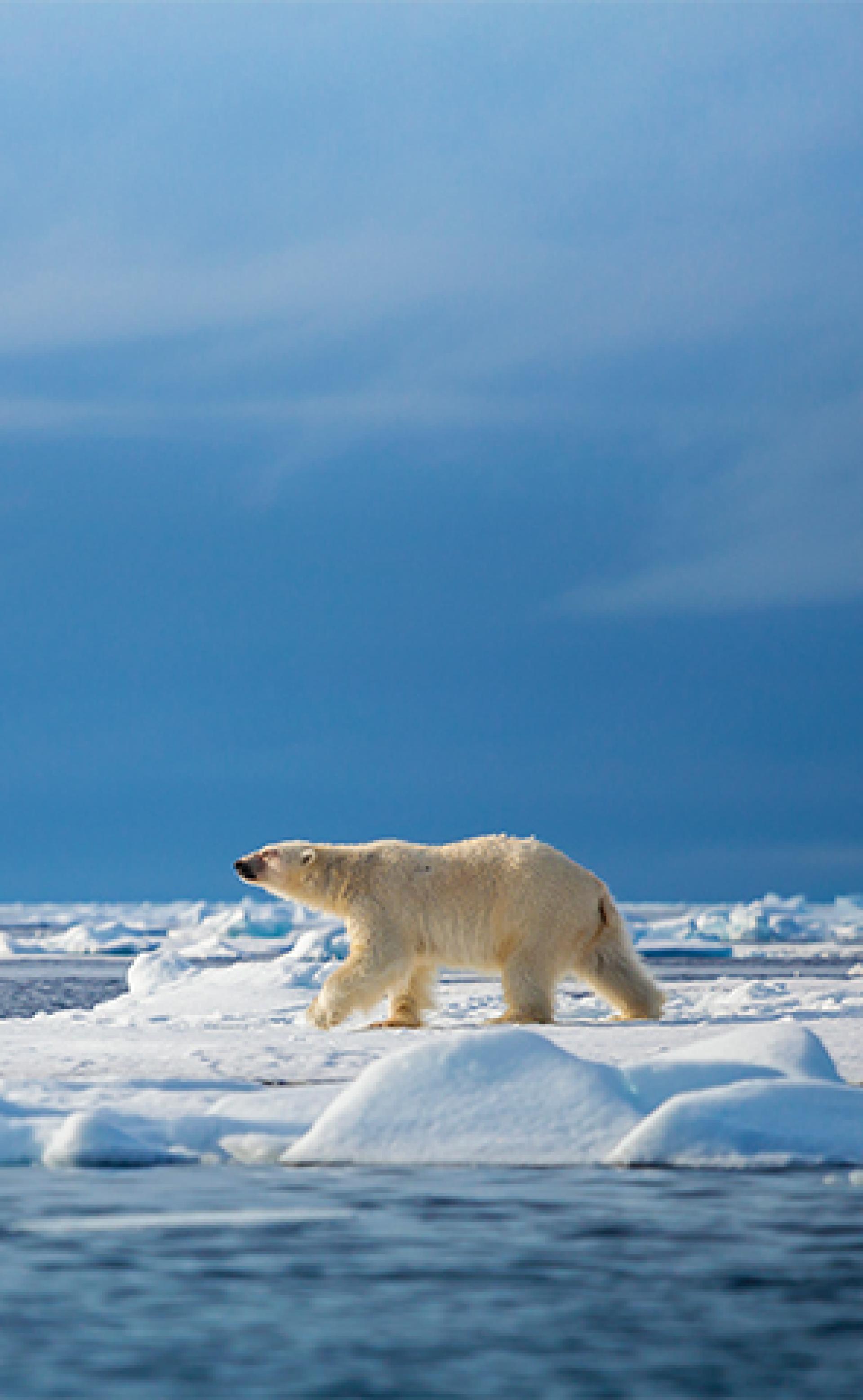 Wildlife_PolarBear4_296x480