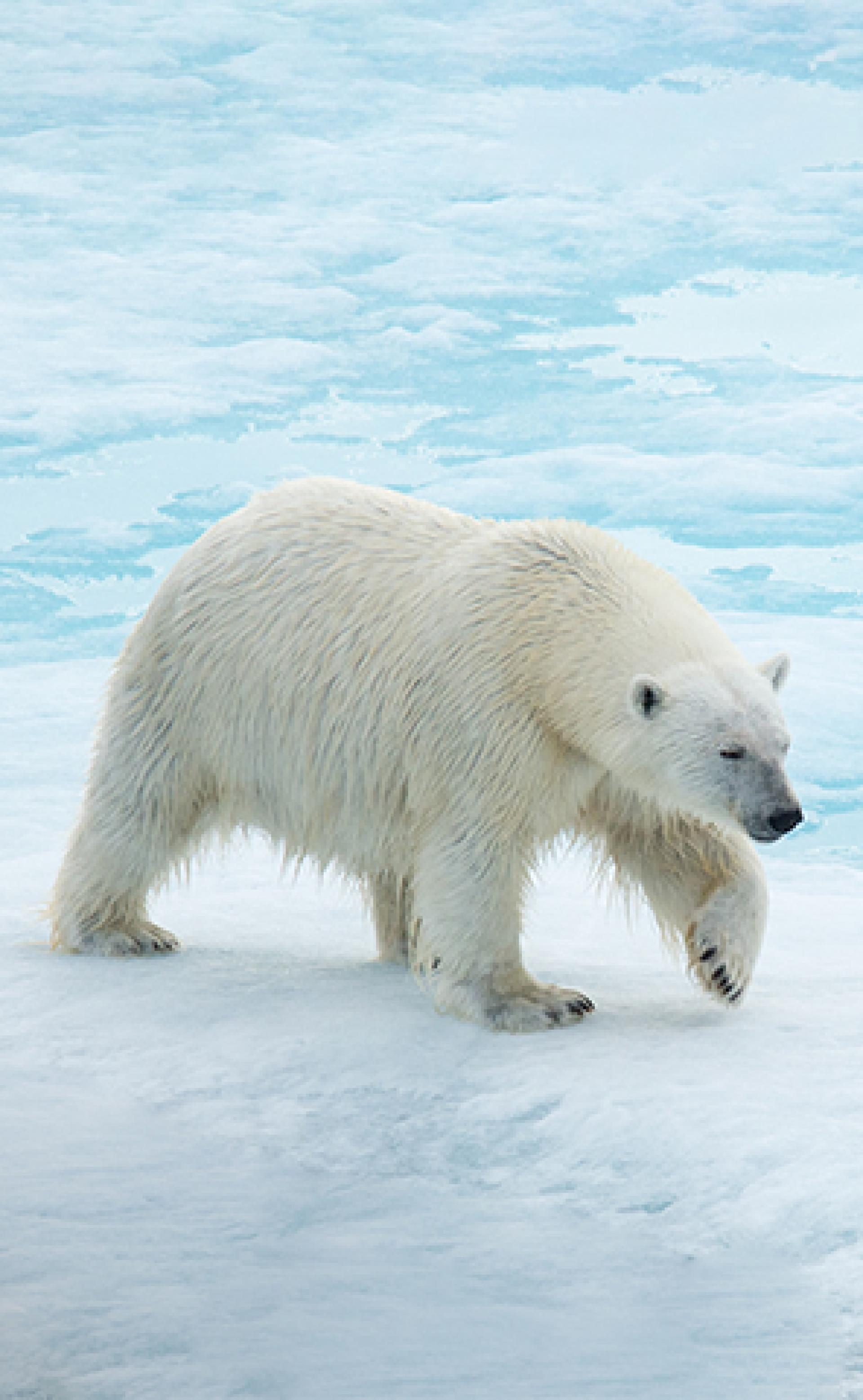 Wildlife_PolarBear3_296x480