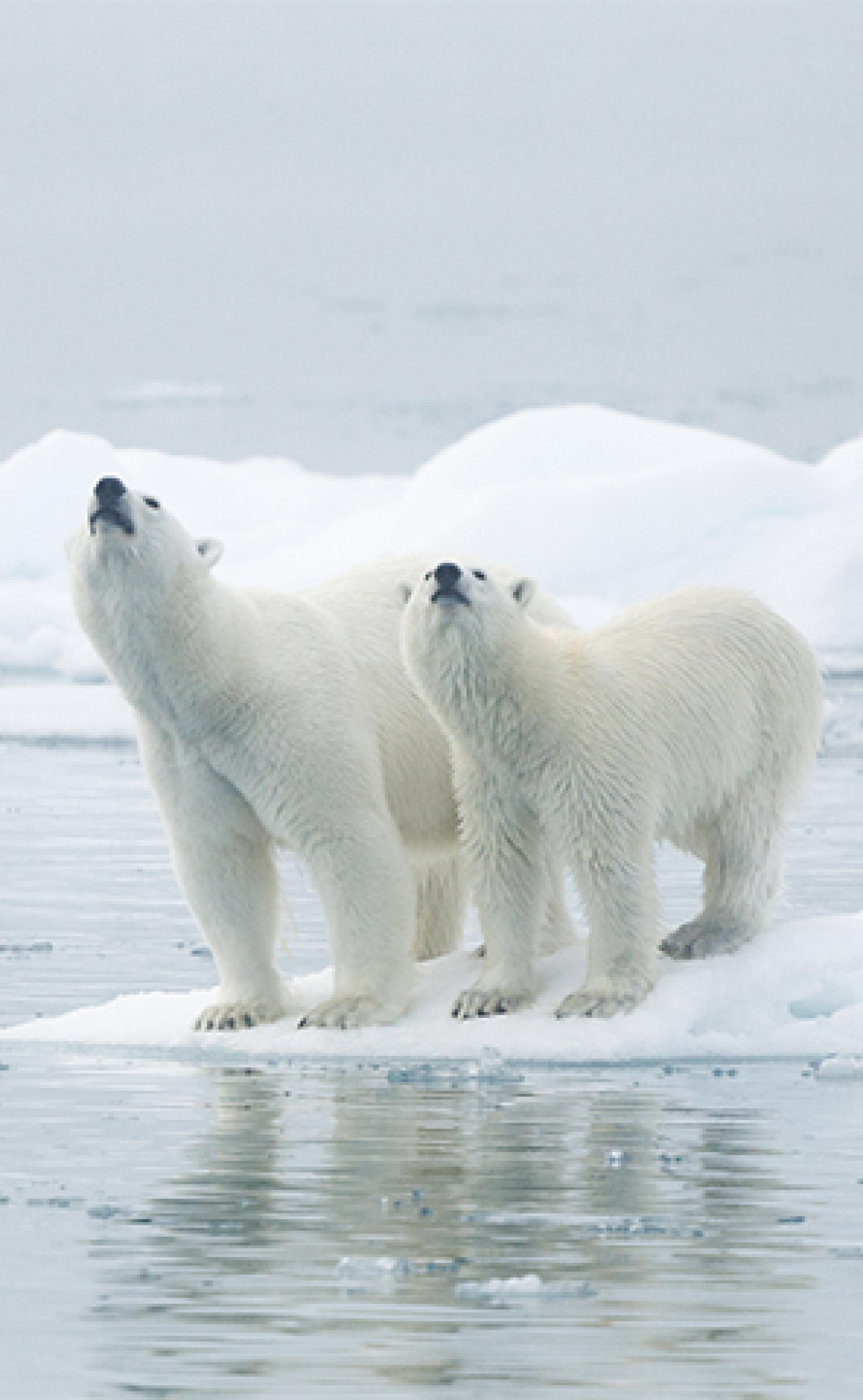 Wildlife_PolarBear2_296x480