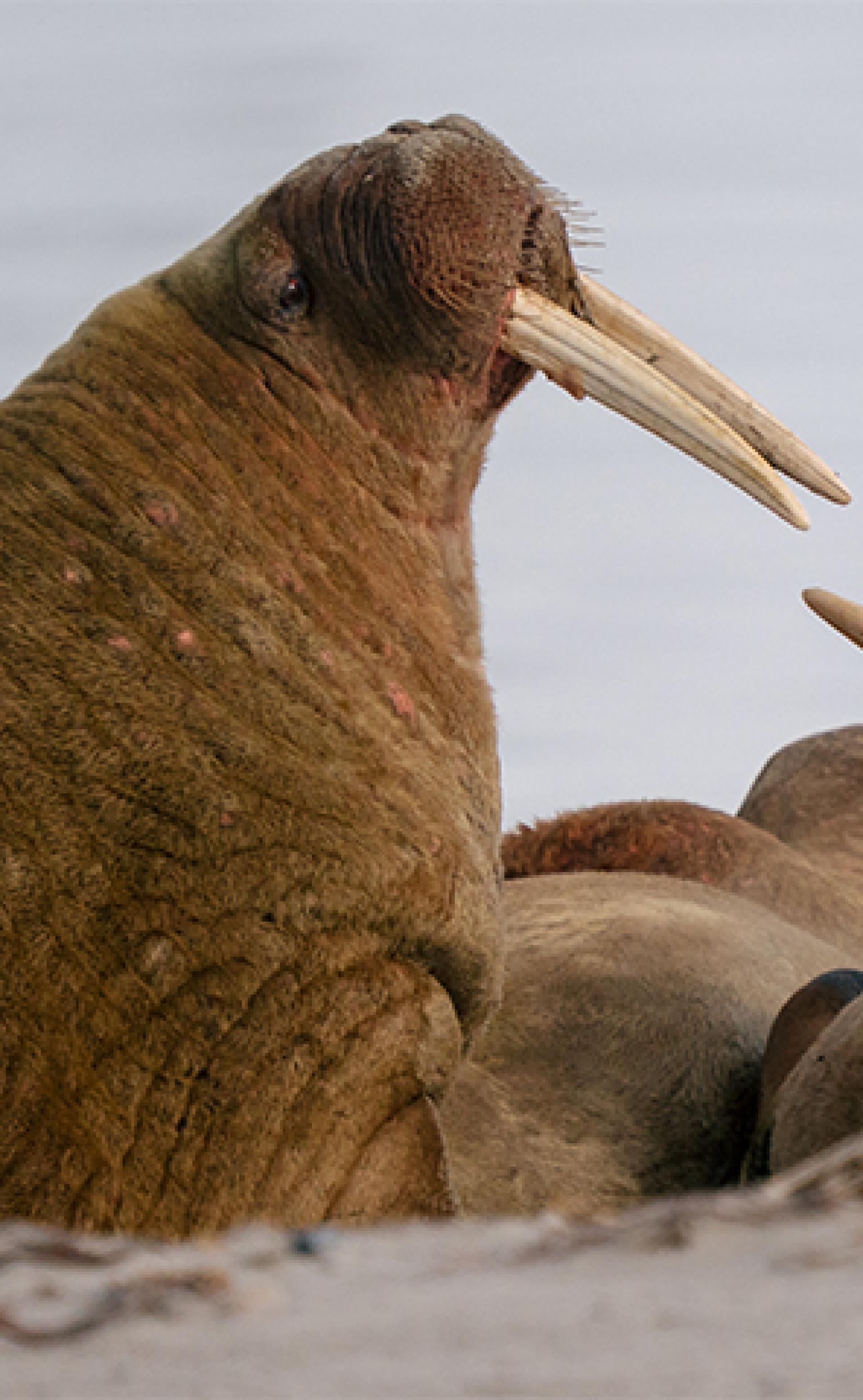 Wildlife_Walrus5_296x480
