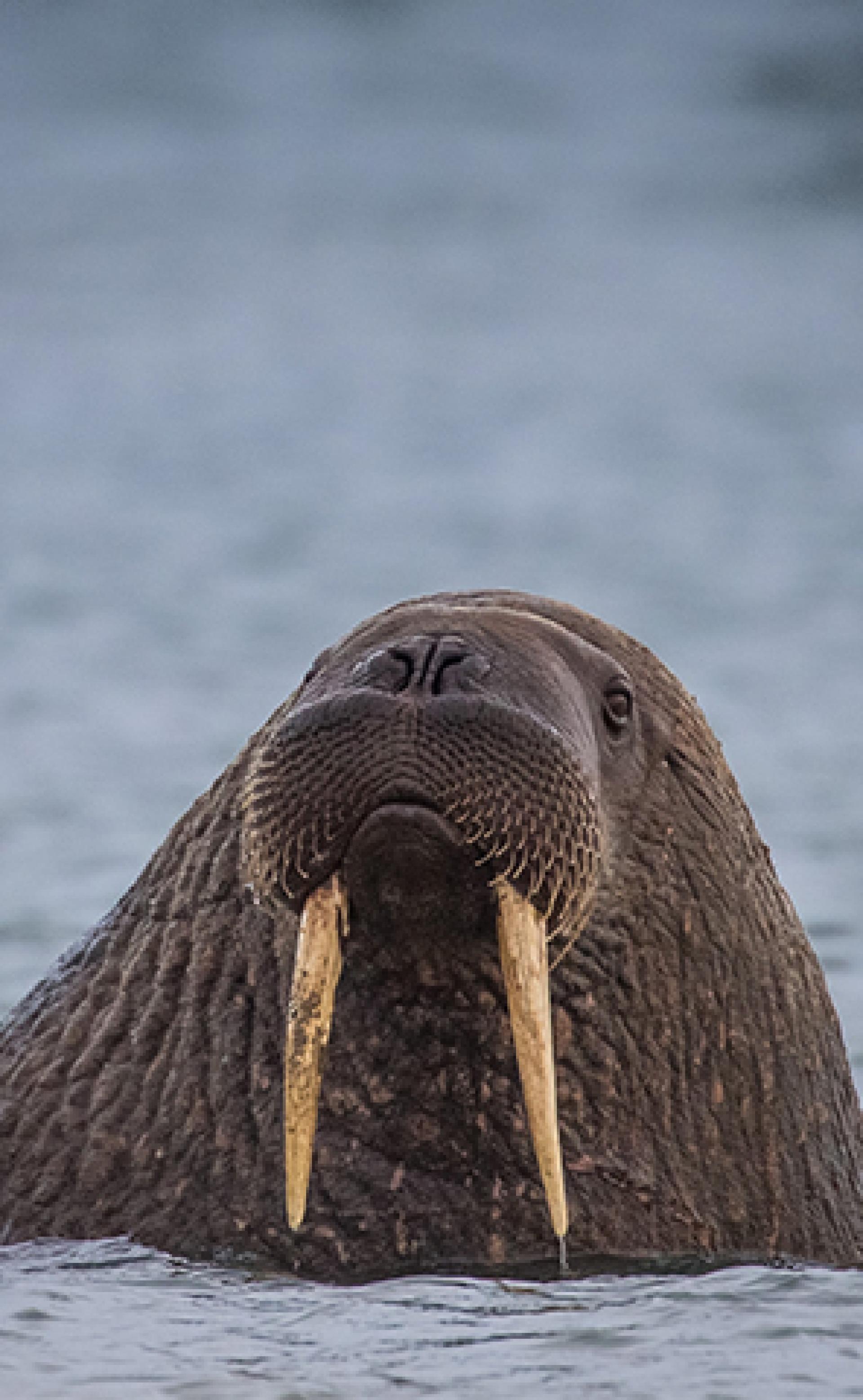 Wildlife_Walrus3_296x480