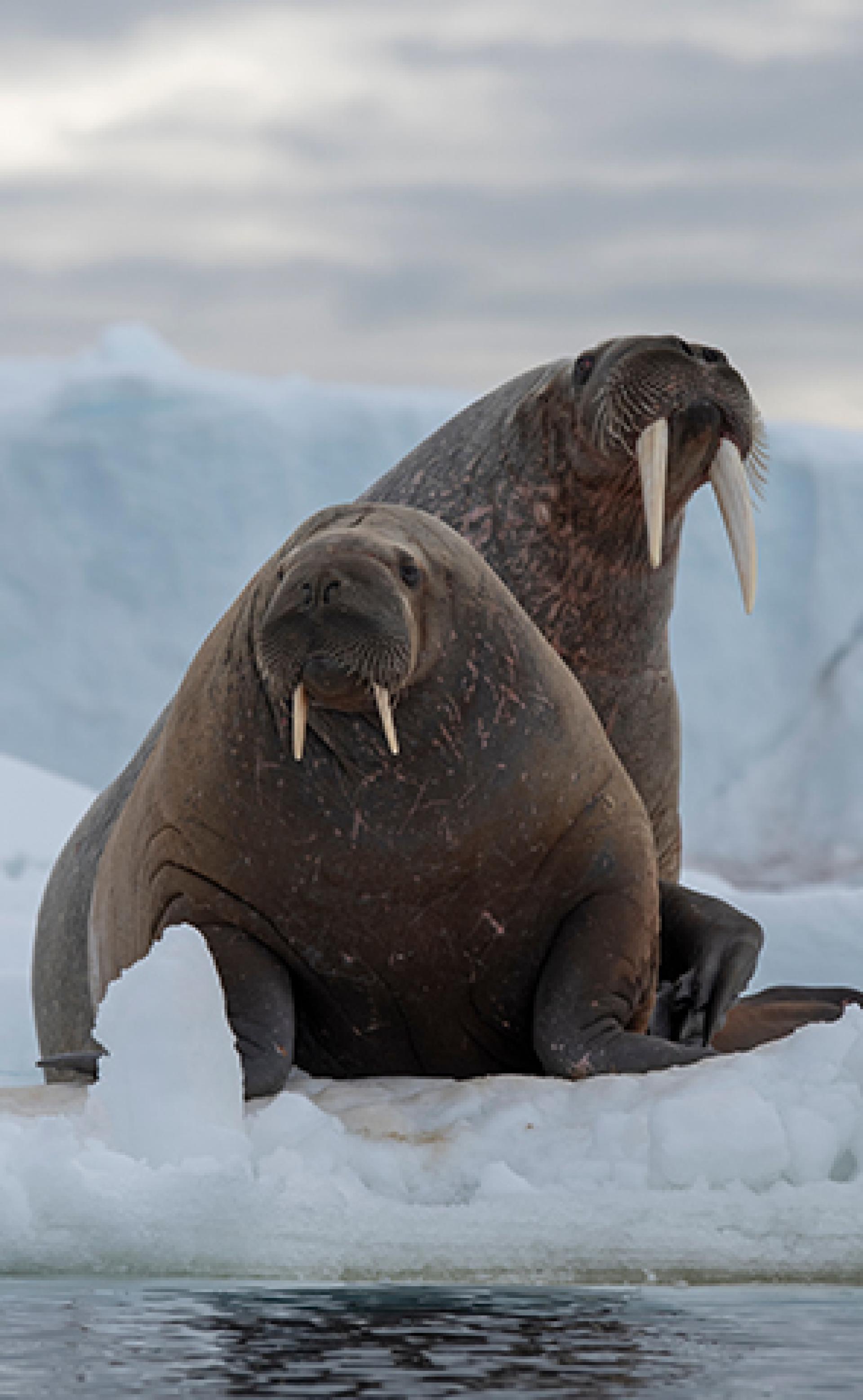 Wildlife_Walrus2_296x480