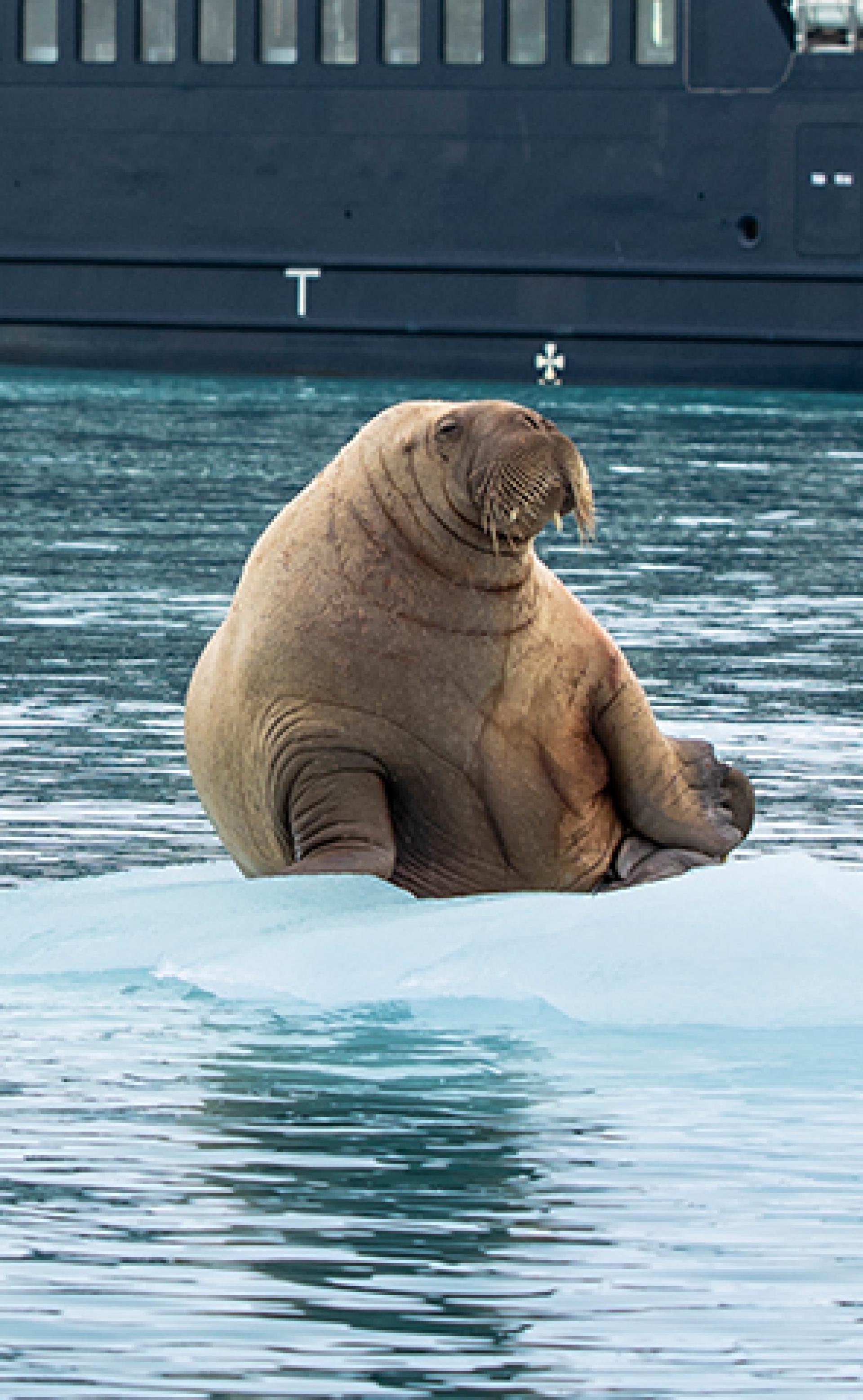 Wildlife_Walrus_296x480