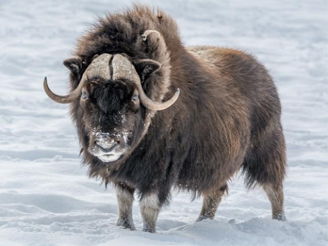 Musk Ox