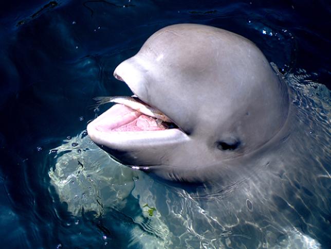 Beluga Whale