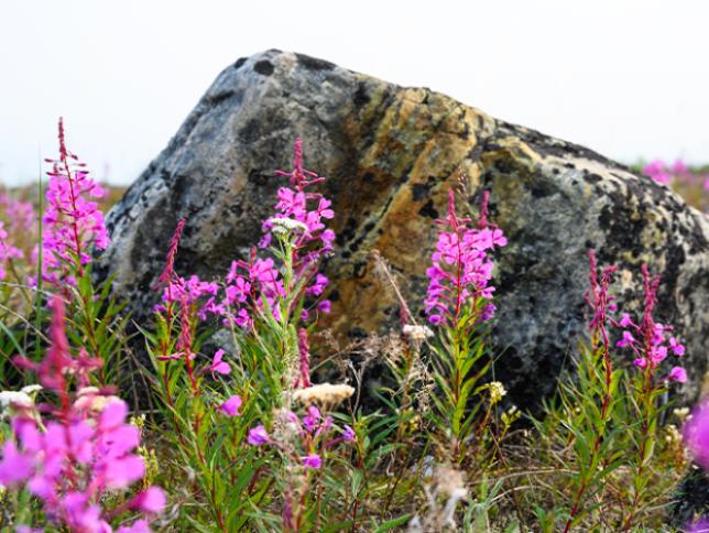 Lush greenery and wildflowers