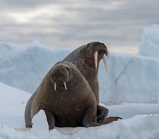 Svalbard