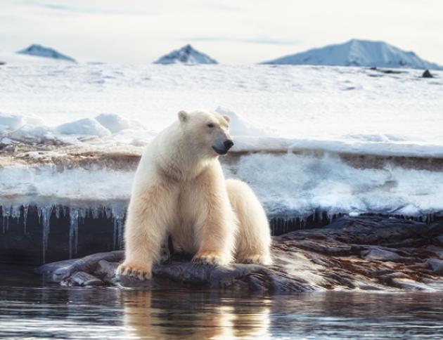 Polar bear