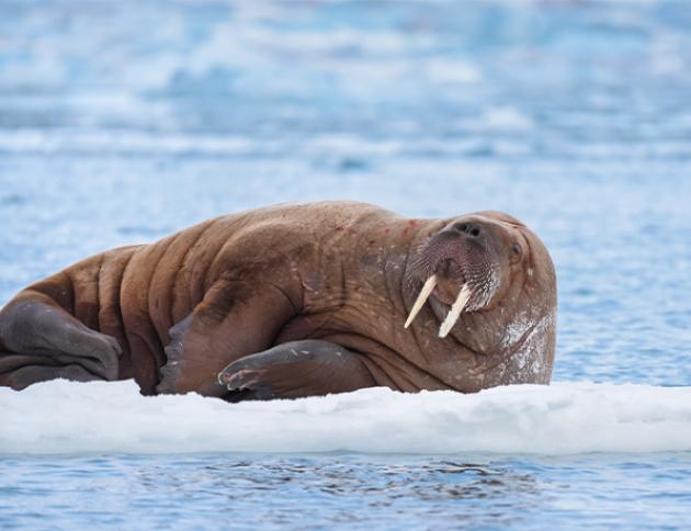 Walrus