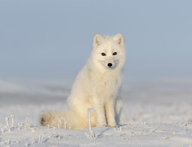 Arctic fox
