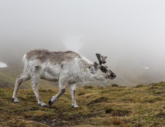 Svalbard reindeer