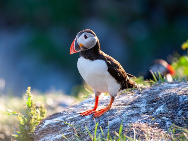 Atlantic puffin