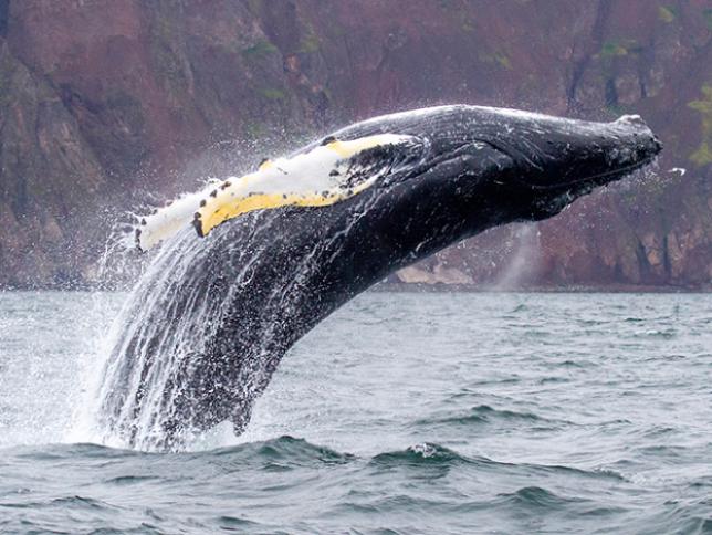 Humpback whale