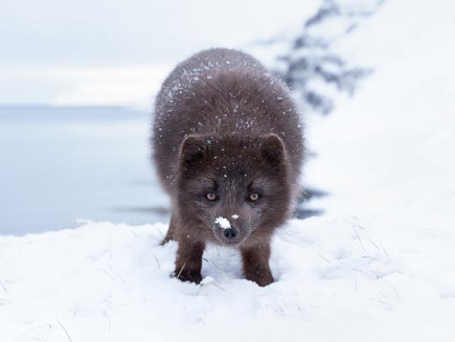 Arctic fox