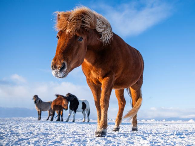 Icelandic horse