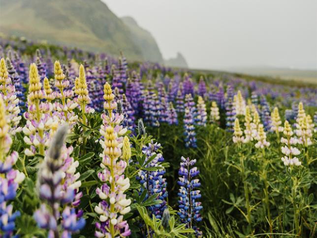 Lush greenery and wildflowers