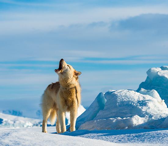Greenland