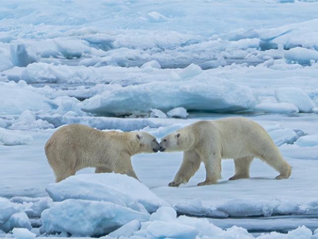 Polar bear