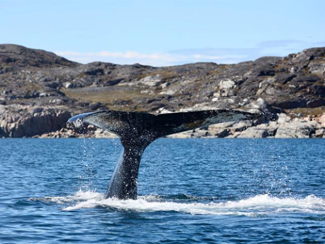 Humpback whales