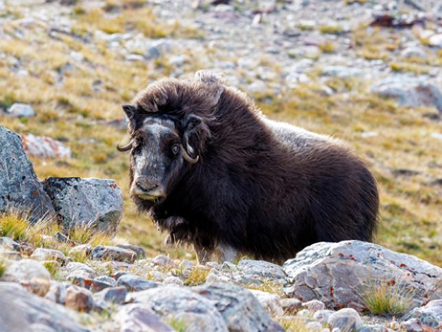 Musk ox