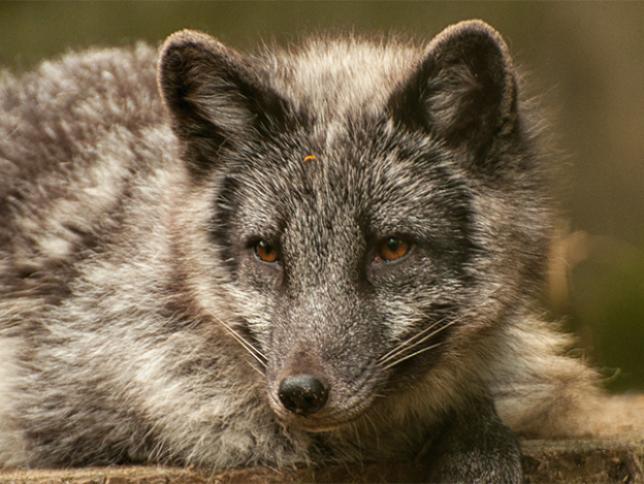 Arctic fox