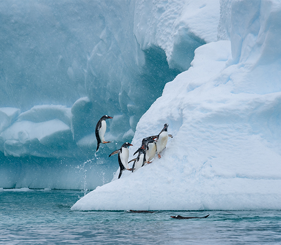 Antarctica
