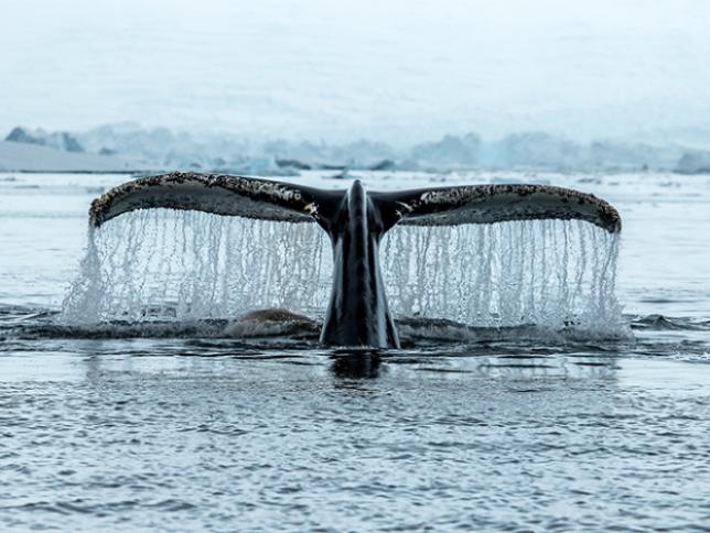 Whales