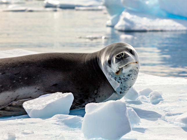 Seals