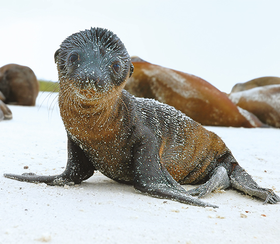 Galápagos