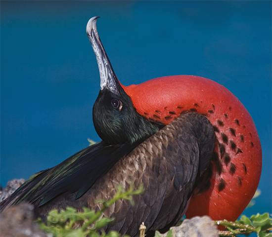 Galápagos