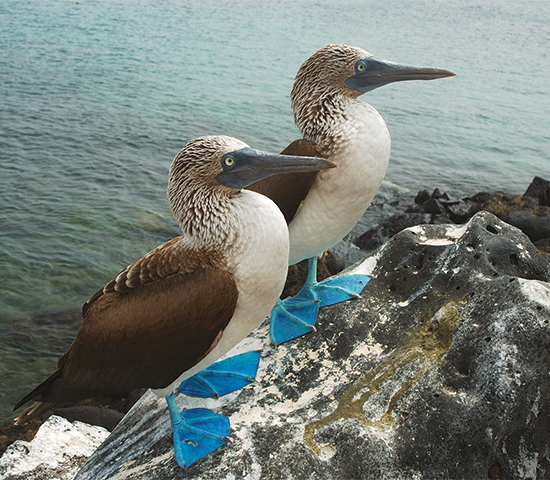 Galápagos