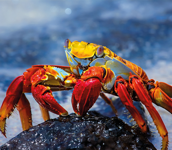 Galápagos
