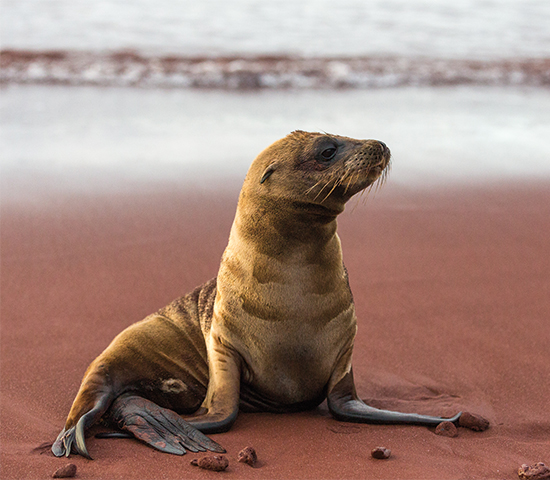 Galápagos