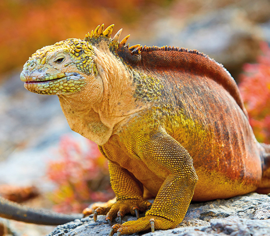 Galápagos
