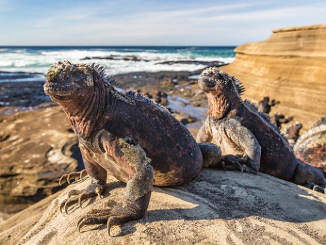 Marine Iguanas