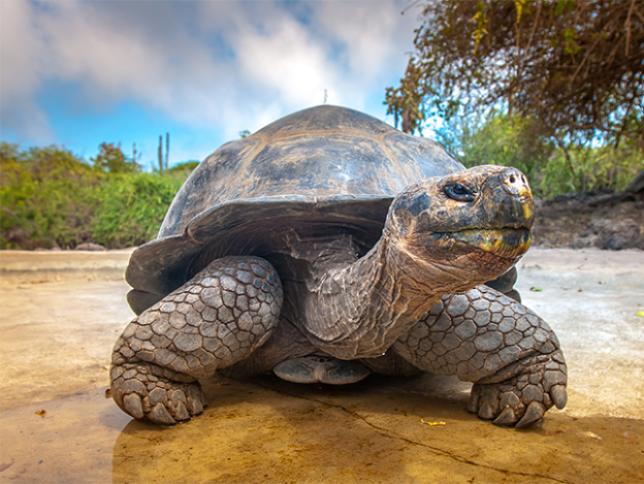 Galapagos giant tortoise