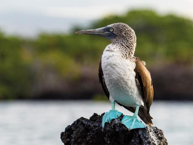 Blue-footed booby