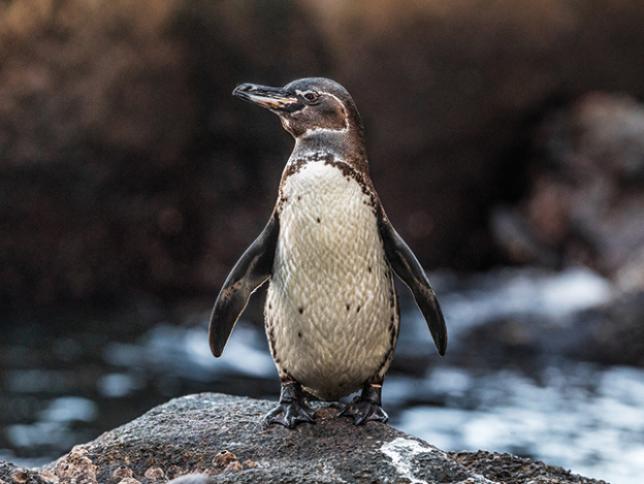 Galapagos penguin
