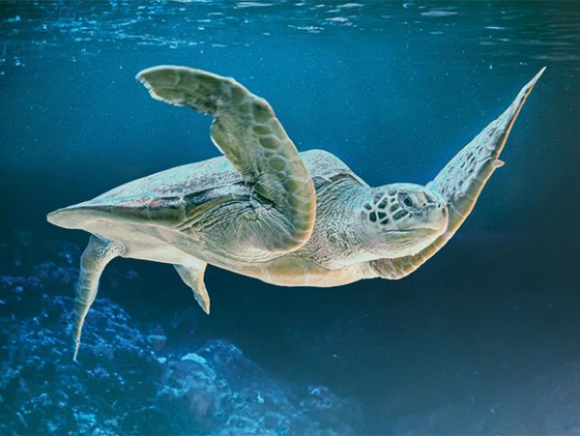 Sea turtles
