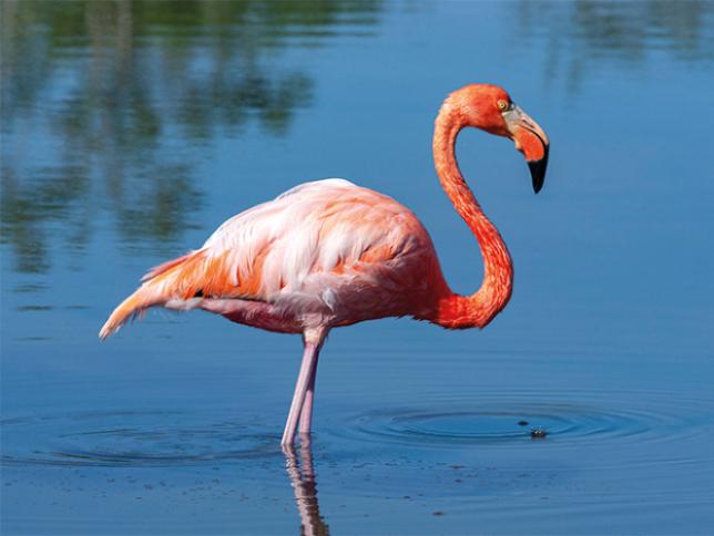 Galapagos flamingo