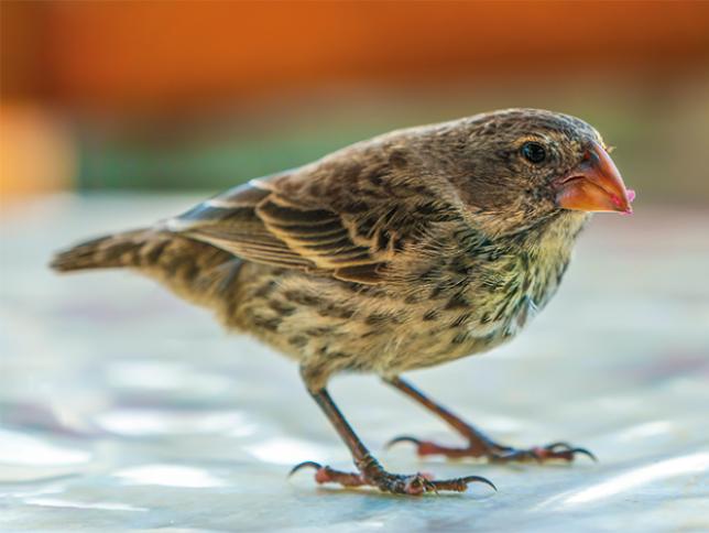 Darwin’s finches