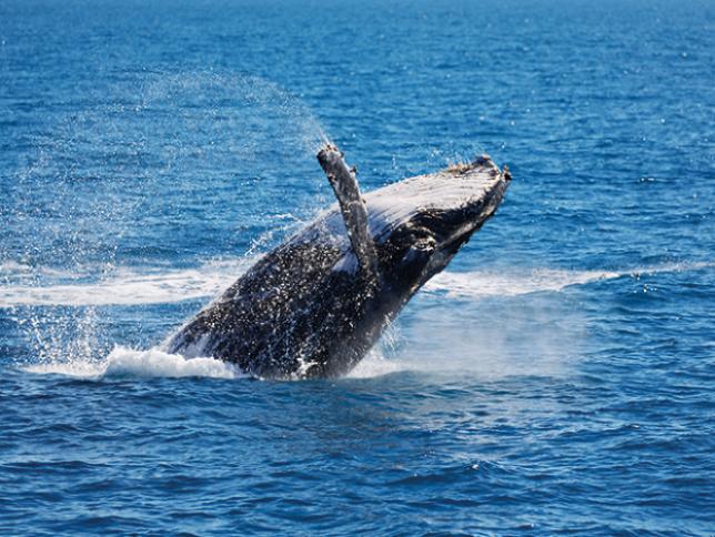 Humpback whales