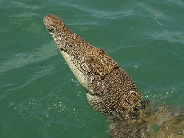 Saltwater crocodiles