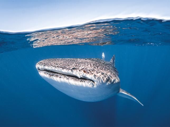 Whale sharks
