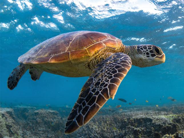 Turtles (Green & Flatback)