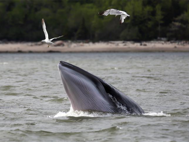 Whales