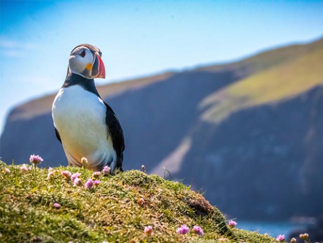 Puffins