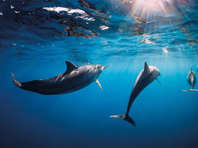 Dolphins