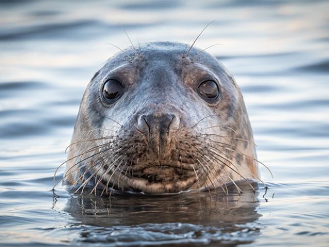 Seals