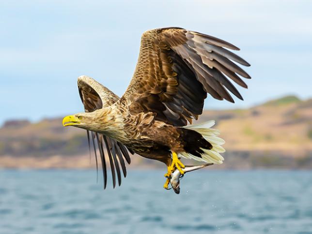 White-tailed eagles